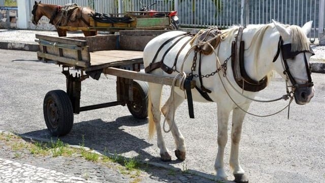 carrocas-feira-de-santana-Foto-Abnner-Kaique-edited