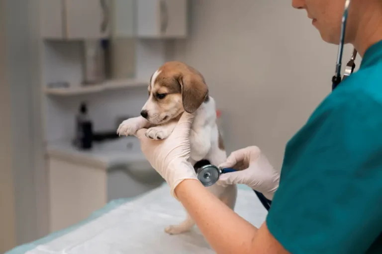 close-no-veterinario-cuidando-cachorro