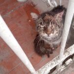 esporotricose-divulgacao