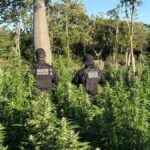 maconha-operacao-foto-divulgacao-