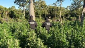 maconha-operacao-foto-divulgacao-
