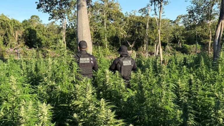 maconha-operacao-foto-divulgacao-