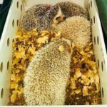 ouricos-pigmeus-africanos-Foto-Divulgacao-PRF