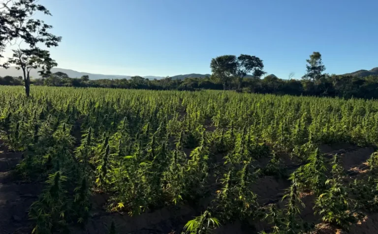 pes-de-maconha