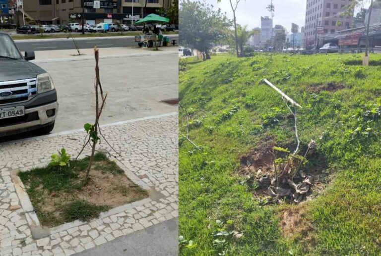 vandalismo-ameaca-arborizacao-salvador