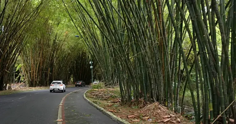 Bambuzal-do-aeroporto-de-Salvador