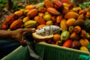 Cacau-Foto-Reproducao-Mercado-Cacau