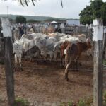 Campo-do-Gado-Novo-Foto-ACM
