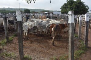 Campo-do-Gado-Novo-Foto-ACM