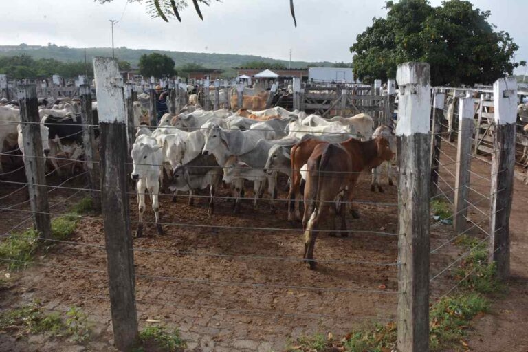 Campo-do-Gado-Novo-Foto-ACM