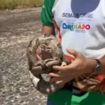 Jiboia-capturada-em-brumado