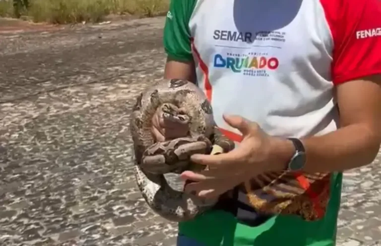 Jiboia-capturada-em-brumado