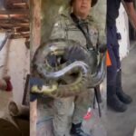 Jiboia-e-sucuri-e-sao-resgatadas-em-residencias-na-Bahia-