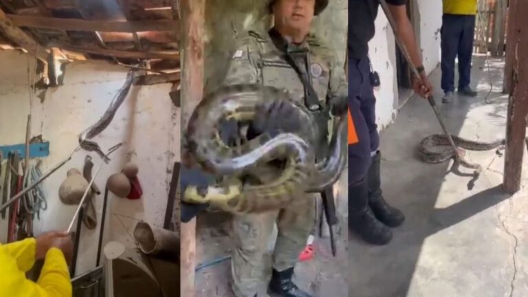 Jiboia-e-sucuri-e-sao-resgatadas-em-residencias-na-Bahia-