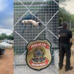 Operacao-Blue-Hope-resgata-ararinhas-azuis-para-evitar-extincao-e-contaminacao-por-virus-1-1