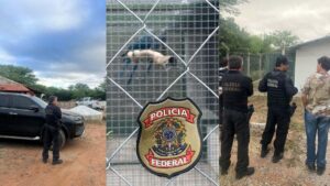 Operacao-Blue-Hope-resgata-ararinhas-azuis-para-evitar-extincao-e-contaminacao-por-virus-1-1