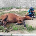acidentescomcavalos_edsantos_acordacidade-2