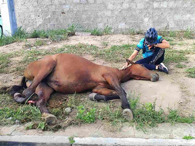 acidentescomcavalos_edsantos_acordacidade-2