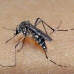 aedes-aegypt-dengue-foto-Raul-Santana-Fiocruz-Divulgacao