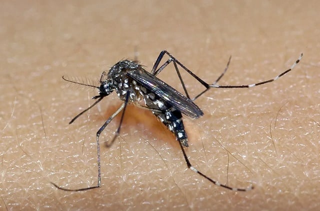 aedes-aegypt-dengue-foto-Raul-Santana-Fiocruz-Divulgacao