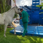 cavalo