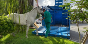 cavalo