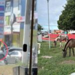 cavalos-no-centro-de-feira