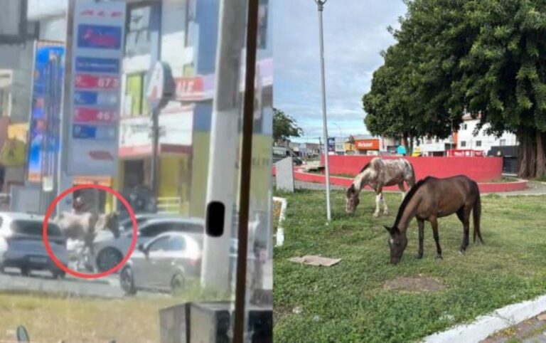 cavalos-no-centro-de-feira