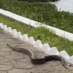cobra