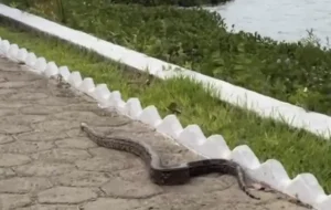 cobra