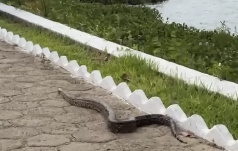 cobra