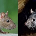ratos-roedores-foto-reproducao-