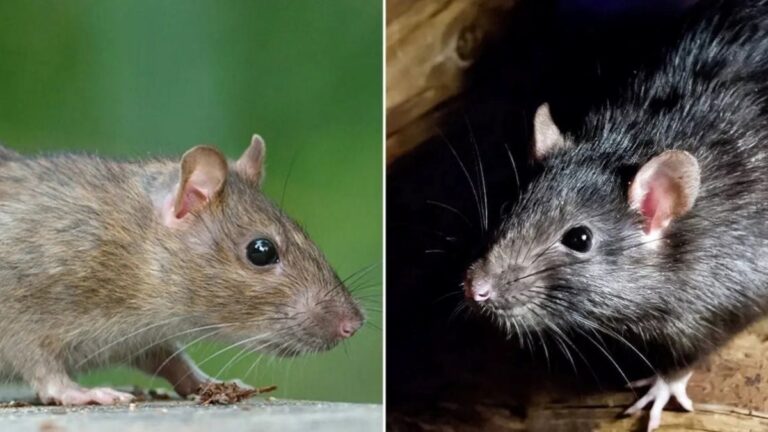 ratos-roedores-foto-reproducao-