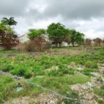 terrenos-baldios-na-rua-dos-agronomos-bairro-tomba-ft-ed-santos-acorda-cidade2