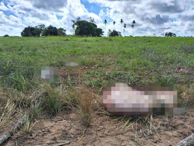 Abates-clandestinos-na-zona-rural-preocupam-produtores-de-Feira-de-Santana-Foto-Divulgacao