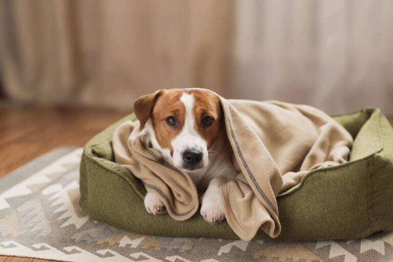 Cachorro-usando-cobertor-Foto-Anna-Okhotska-iStock