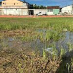 Campo-na-Conceicao-II-4