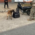 Canil-da-Policia-Civil-atua-em-Camacari-durante-festejos-juninos-do-Camaforro-Foto-Divulgacao-Ascom-PCBA