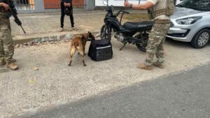 Canil-da-Policia-Civil-atua-em-Camacari-durante-festejos-juninos-do-Camaforro-Foto-Divulgacao-Ascom-PCBA