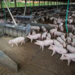 Producao-de-carne-suina-e-de-frango-tera-volume-recorde-em-2026-180925