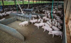 Producao-de-carne-suina-e-de-frango-tera-volume-recorde-em-2026-180925