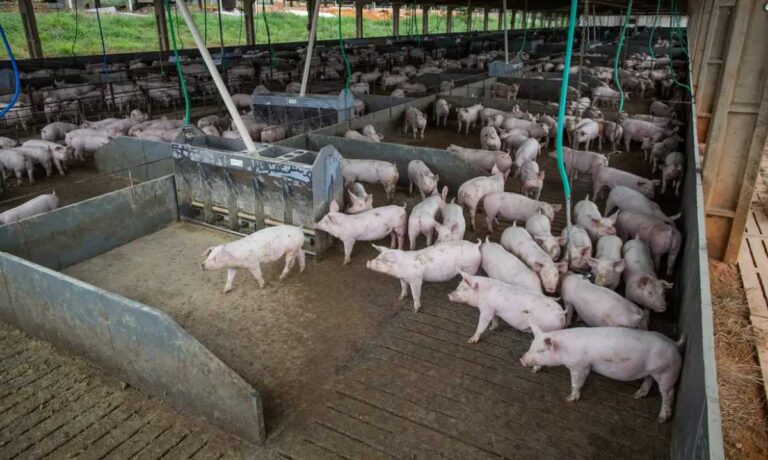 Producao-de-carne-suina-e-de-frango-tera-volume-recorde-em-2026-180925