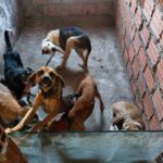 Suspeito-de-realizar-eutanasia-irregular-em-caes-e-preso-em-flagrante-em-Feira-de-Santana-Foto-Divulgacao-Ascom-PCBA