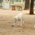 animais-veterinario