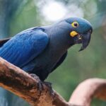 arara-azul-de-lear