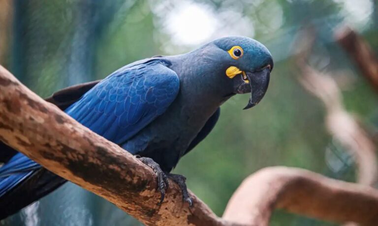 arara-azul-de-lear