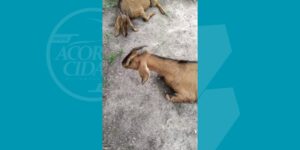 cabra-serrinha