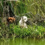 caes-resgatados-