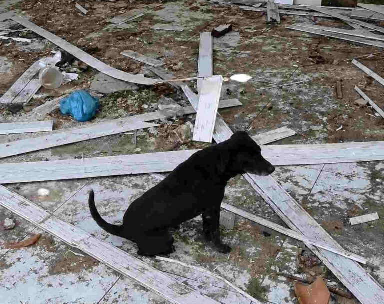 maus-tratos-investigacao-policia