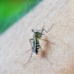 mosquito-dengue